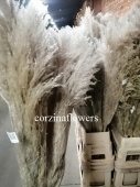 Пампасная трава Кортадерия натуральная сухоцвет для декора Suh20 купить в Москве