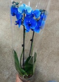 Орхидея Фаленопсис королевский Голубой 2 ст (крашенный) О103 купить в Москве