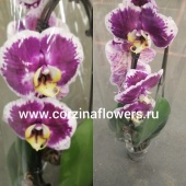 Орхидея Фаленопсис Дансинг Куин каскад 125 купить в Москве