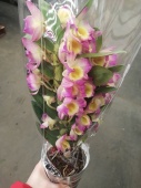 Дендробиум желто-розовый орхидея О303 купить в Москве