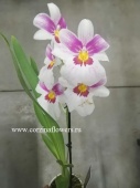 Орхидея Мильтония Гибрид О21 купить в Москве
