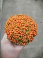 Нертера, оранжевые ягодки купить в Москве
