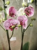 Фаленопсис мутант орхидея О796 купить в Москве