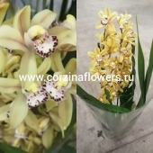 Орхидея Цимбидиум желтый О167 купить в Москве