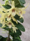 Дендробиум Стардаст желтый орхидея О244 купить в Москве