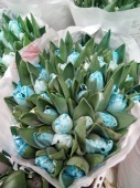 50 синих тюльпанов Роял Блю SR245 купить в Москве