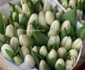 50 шт тюльпанов белых Энкель Антарктика срезка SR227 купить в Москве