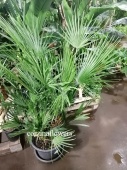 Хамеропс 130-140 см пальма KR2285 купить в Москве