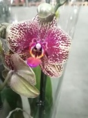 Фаленопсис гибрид орхидея О601 купить в Москве