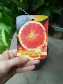Цитрус Апельсин Синенсис аранчио Моро KR3185 купить в Москве