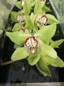 Цимбидиум зеленый Мачтелд гроен орхидея ветка срезка SR368 купить в Москве