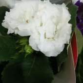 Глоксиния белая махровая растение DZ865 купить в Москве