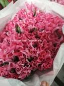 50 розовых Тюльпан Краун Династия срезка SR296 купить в Москве