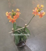 Эпидендрум Центропеталум оранж на решетке орхидея О217 купить в Москве