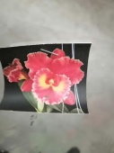 Каттлея Сиам ред Орхидея О716 купить в Москве