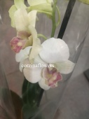 Дендробиум Санок Вайт Пати орхидея О295 купить в Москве