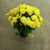 Хризантема желтая Шар 20-30 см в горшке OG1842 купить в Москве
