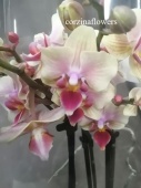 Фаленопсис гибрид 265 орхидея О265 купить в Москве