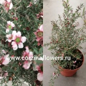 Лептоспермум розовый куст DZ258 купить в Москве