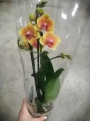 Фаленопсис Грация орхидея О493 купить в Москве