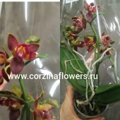Орхидея Фаленопсис мутант Ред Нео О85 купить в Москве