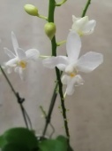 Орхидея Доритаенопсис Апозия Аида белый О616 купить в Москве