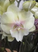 Фаленопсис Биг лип желтый гибрид орхидея О664 купить в Москве