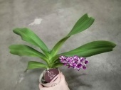 Ринхостилис орхидея О761 купить в Москве