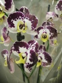Фаленопсис гибрид орхидея О468 купить в Москве
