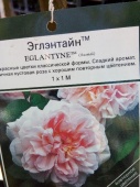 Роз Эглэнтайн штамб саженец OG1577 купить в Москве
