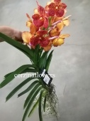 Ванда красно-оранжевая орхидея О325 купить в Москве