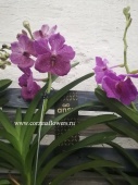 Орхидея Ванда брайт пинк подвесная О130 купить в Москве