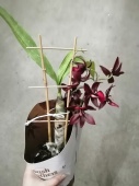 Катасетум (морковка) красный орхидея О830 купить в Москве
