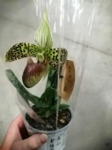 Пафиопедилум низкорослый орхидея O685 купить в Москве