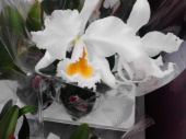 Каттлея бело-желтая орхидея О512 купить в Москве