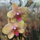 Фаленопсис Голден Бьюти орхидея О996 купить в Москве