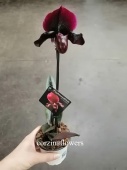 Пафиопедилум черный Блэк Джек орхидея O287 купить в Москве