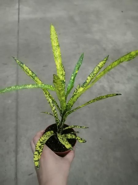 Кротон растение (143 фото)