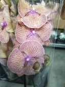 Фаленопсис Калейдоскоп биг лип орхидея О684 купить в Москве
