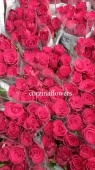 Роза красная Родос с крупным бокалом срезка SR461 купить в Москве