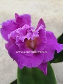 Орхидея Каттлея крупная розовая О150 купить в Москве