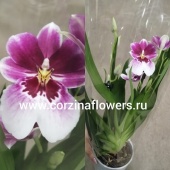 Орхидея Мильтония Принцесса Диана О187 купить в Москве