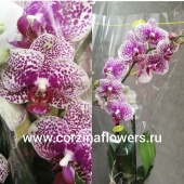 Орхидея Фаленопсис Сан Бьюти О110 купить в Москве
