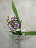 Зигопеталум гибрид 321 орхидея О321 купить в Москве