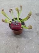 Саррацения Скарлет белле хищное растение KR3341 купить в Москве