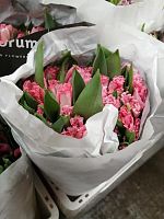 Тюльпан Фрилли Линжерри срезка SR668 купить в Москве