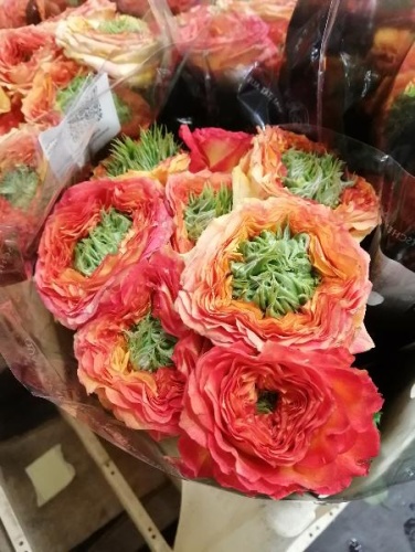 Роза Грин Айленд Самоа срезка SR673 купить в Москве