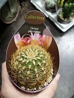 Оройя Перуанская кактус KR3048 купить в Москве