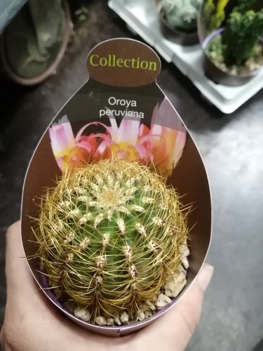 Оройя Перуанская кактус KR3048 купить в Москве