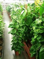 Эпипремнум Ауреум на решетке 150-160см KR2730 купить в Москве
